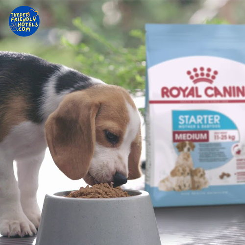 อาหารหมา royal canin
